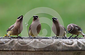 Four Cedar Waxwing Birds at a Birdbath