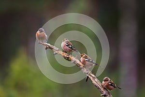 Four Chaffinchs sitting on a branch in forest