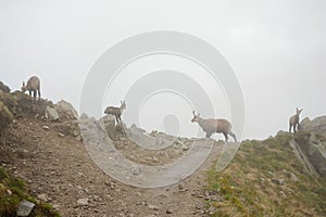 Four chamois in fog in Tatra mountains