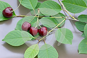 Four cherries on a gray background