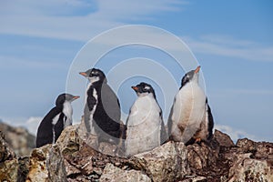 Four of chick penguins on the stone nest on the Antarctica background. Gentoo baby, Argentine Islands.