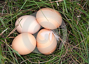 Four chicken eggs lying in a green grass