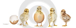 Four chicks hatching