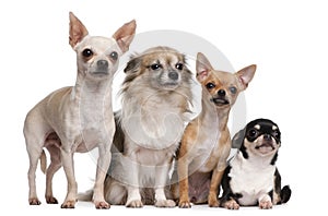 Four Chihuahuas photo