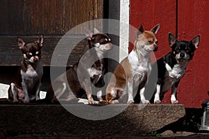 Four Chihuahuas seated on a stone staircase