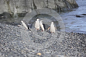 Four Chinstrap penguins in Antarctica