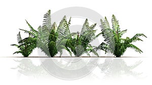 Four cinnamon fern plant