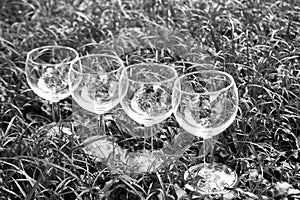 Four wine glasses in the grass in monochrome