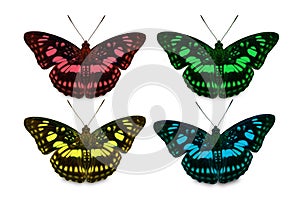 Four color of Blackvein Sergeant butterfly