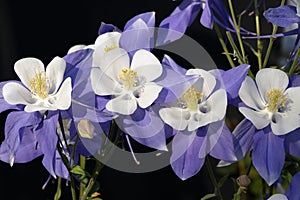 Four Colorado Columbine