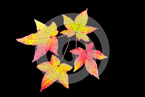 Four colored autumn leaves on black background