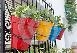 Four colored flower pots with green plants are hanging in a row.