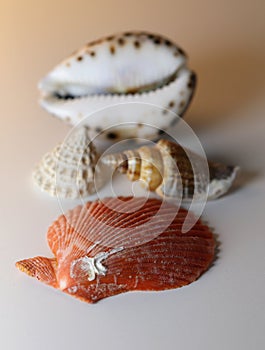 Four Colorful Mixed Seashells on a White Table