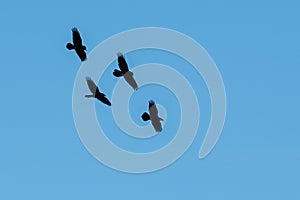 Four Common Ravens Flying in a Blue Sky