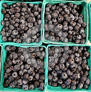 Four Containers of Luscious Blueberries