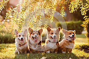 Four Corgi at sunset