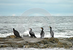 Four Cormorants Phalacrocorax carbo