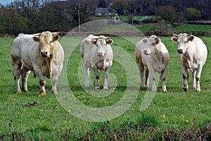 Four cows