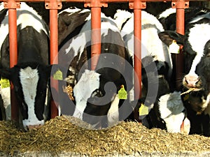 Four cows eating fodder