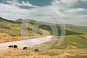 Four cows graze near the rural road in the mountains at the bright day