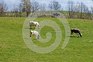 Four cows on green pasture