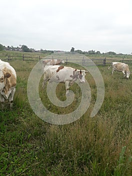 four cows in a meadow