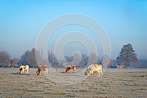 Four cows on a meadow covered with hoarfrost