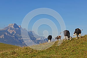 Four cows on mountain pastures