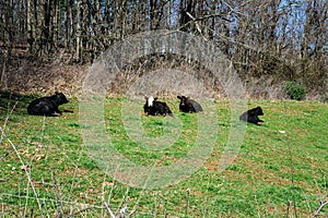 Four Cows Resting in a Field