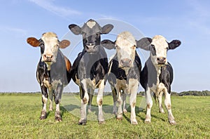 Four cows on a row, front view, full length in a green field, a blue sky