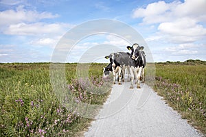 Four cows stroll along a path with purple flowers on either side on a summer day on the island of Schiermonnikoog photo