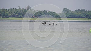 Four cranes & a pelican standing in a waterbody at Oussudu- Boat Club, Puducherry, India.