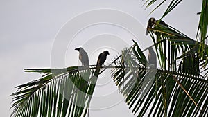 Four crows perched on lush palm frond, silhouetted against clear sky. Birds observe surroundings, communicate, exhibit