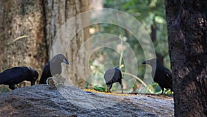 Four crows & a squirrel on the rock at Cubbon Park, Bangalore, India