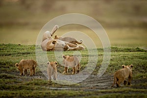 Four cubs approach lioness nursing on back