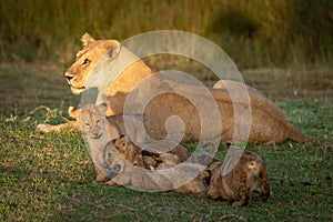 Four cubs playing near lioness on grass