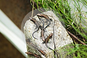 Four cubs of the viviparous lizard on a wooden post