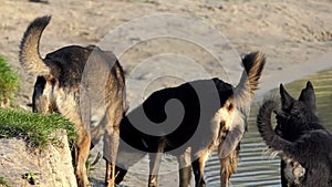 Four Cur Dogs Stand on The Lake Beach Covered With Grass in Summer in Slo-Mo