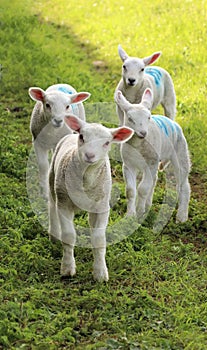 Four curious lambs in a field
