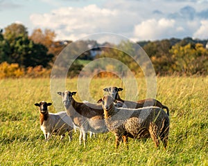 Four curious sheep on the field in autumn