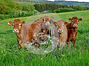 Curious cows in a meadow in Luxembourg