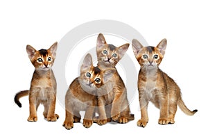 Four Cute Abyssinian Kitten Sitting on Isolated White Background