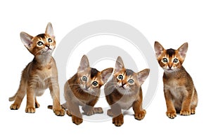 Four Cute Abyssinian Kitten Sitting on Isolated White Background