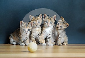 Quattro gatti carino guardando la palla.