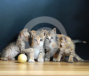 Four cute cats