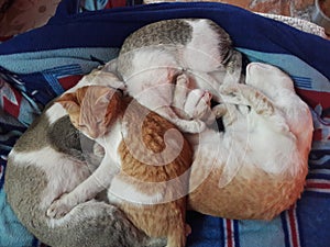 Four cute cats are sleeping with each other