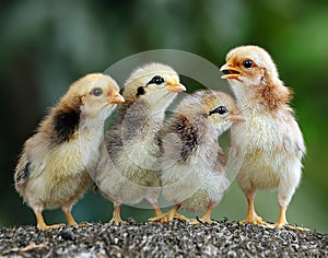 Four of cute chicks photo