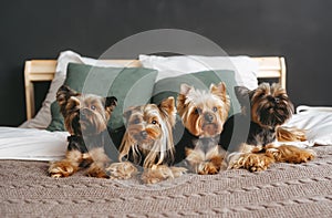 Four cute dogs lie on the bed at home. Yorkshire terrier. Front view