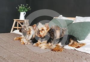 Four cute dogs lie on the bed at home. Yorkshire terrier. Side view