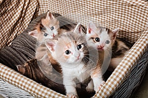 Four cute kitten